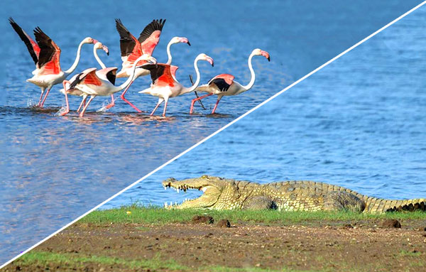 Jawai-Dam-Safari-for-Birding-Crocodile-watching.jpg